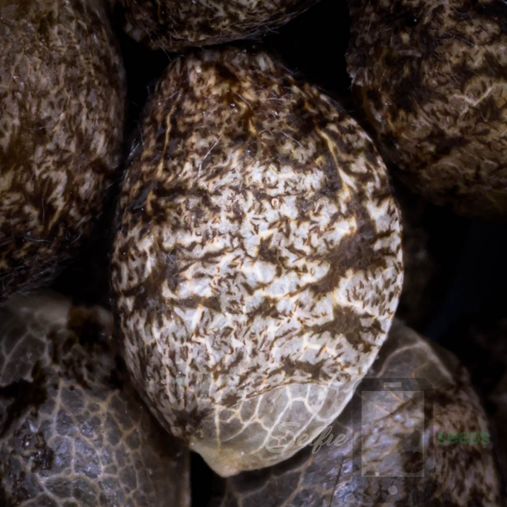 S1 Cannabis Seeds Explained: What Selfing Does to a Phenotype